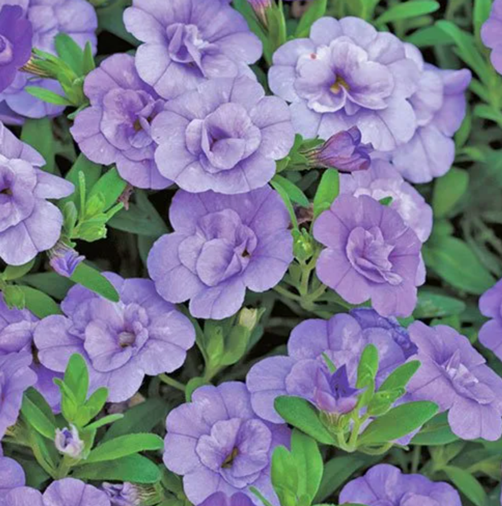 ЕВРО Калибрахоа Mini Famous Uno double light blue укорененный черенок ОКС