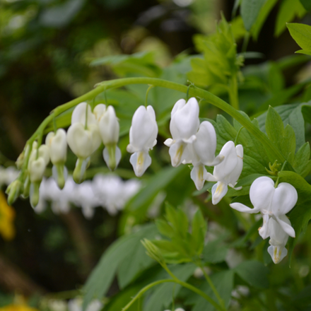 Дицентра великолепная "Alba". Dicentra spectabilis "Alba".