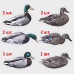 Кряква полевая 12 шт.