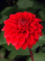 Георгин декоративный Ред Сан