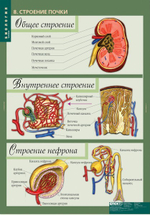 Комплект таблиц "Биология 8-9 кл. Человек" (12 таб.)