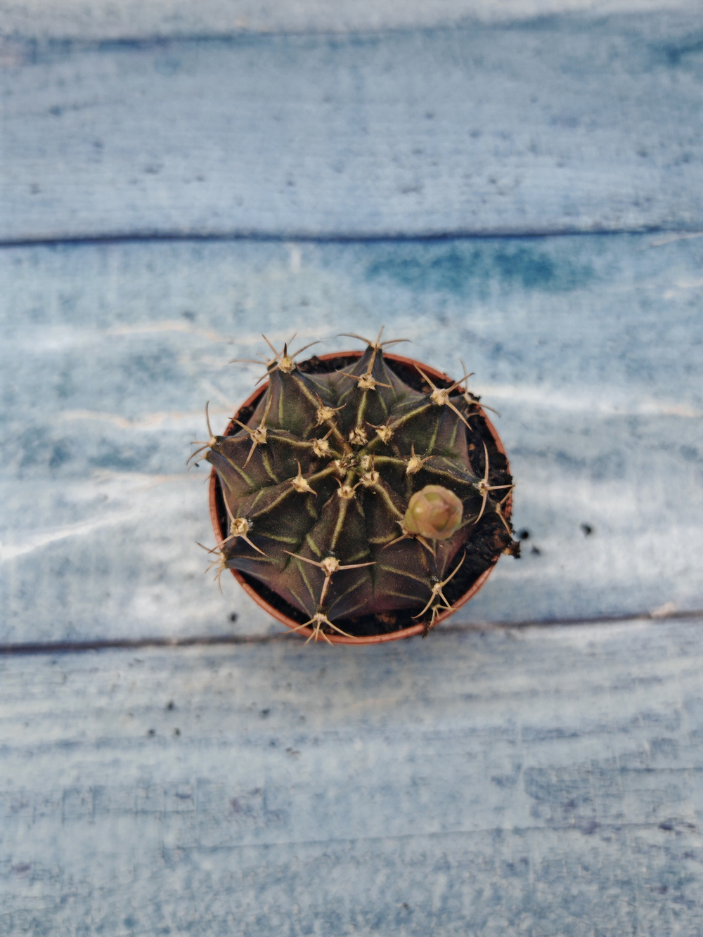 Gymnocalycium Friedrichii (Гимнокалициум)