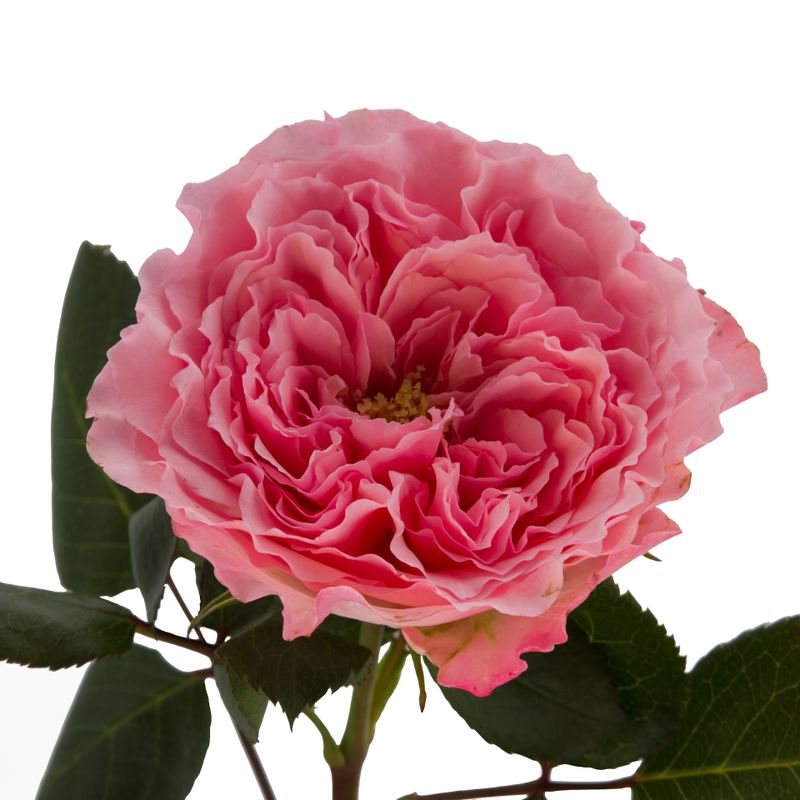 Роза Майра Роуз "Mayra's Rose"