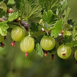 Плодово-ягодные кустарники