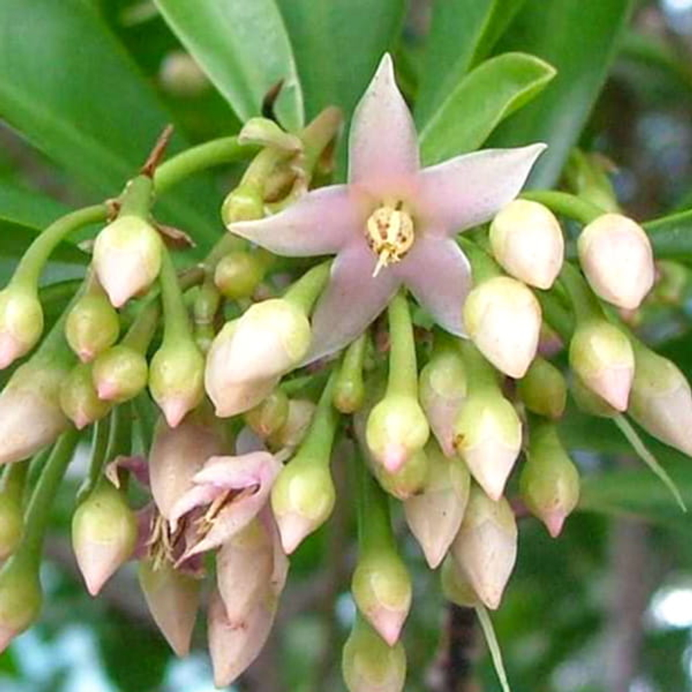 Ардизия эллиптическая – Ardisia elliptica