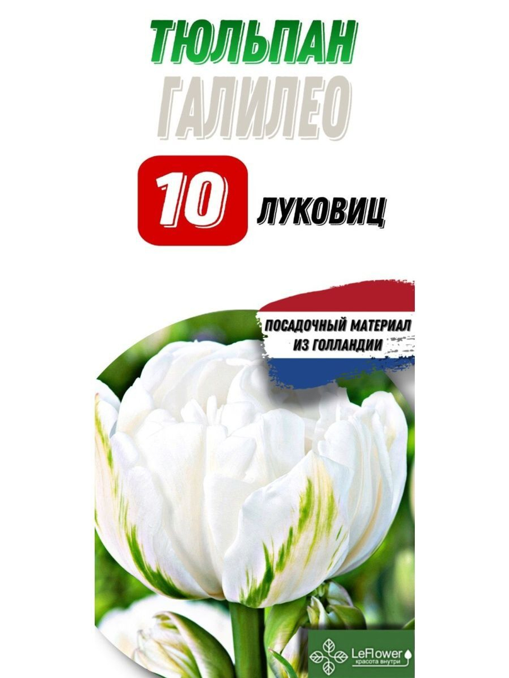 Тюльпан Луковица, Галилео, 10шт