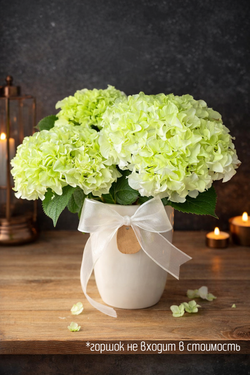 Гортензия зелёная