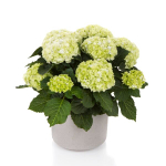 Hi Hailstone (Хай Хэйлстоун) Р12 Европа 2026