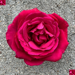 кусты для сада — сорт Экстаз (Extase) — самая душистая в мире роза