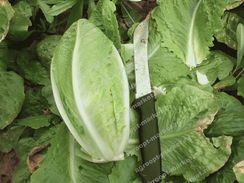 Роджер семена салата ромэн (Гавриш)