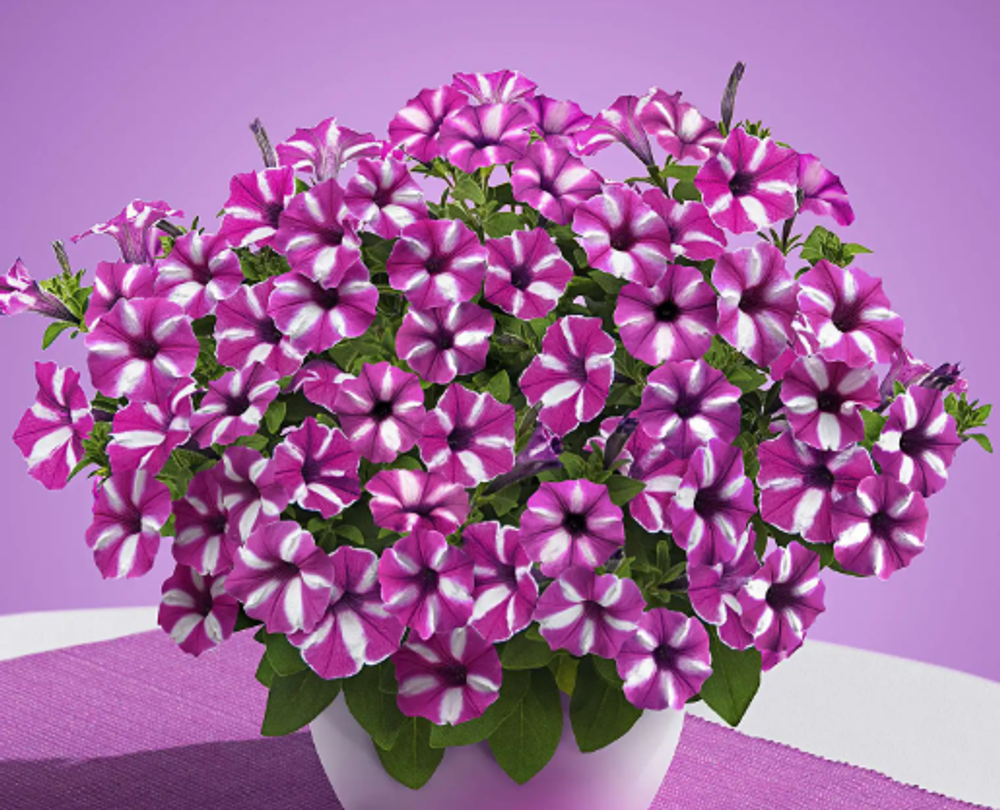 Петуния Vista Raspberry star ЕВРО укорененный черенок ФЕВРАЛЬ 26