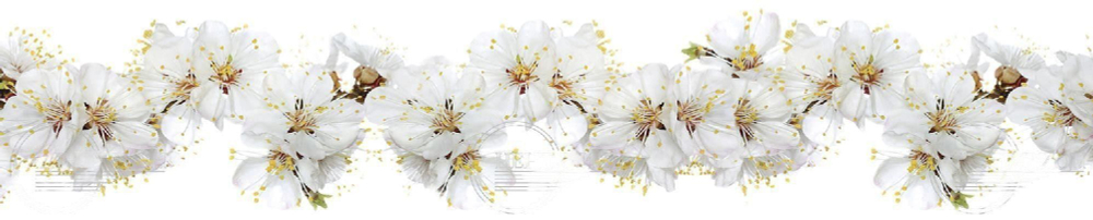 Кухонный фартук Вишни в цвету 3000х600 мм