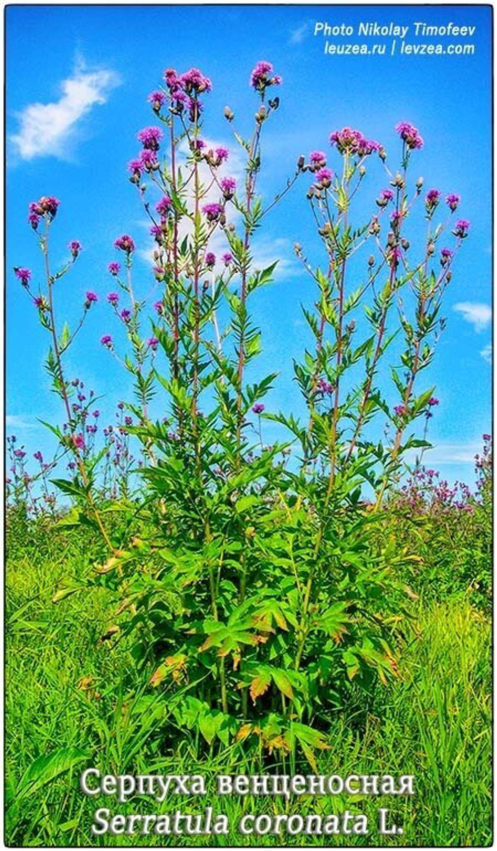 Серпуха венценосная (Serratula coronata) - побеги цветущие высотой 1,7-1,9 м (фото)