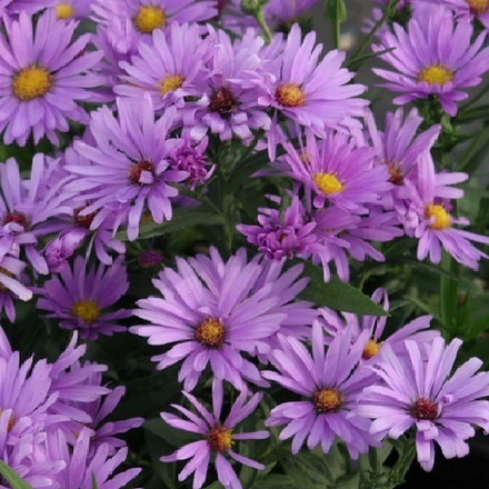 Астра ново-бельгийская Sarah Ballard