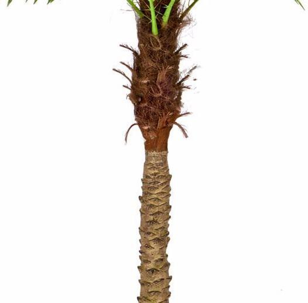 Финиковая пальма Новая, в-160 см, 190 см