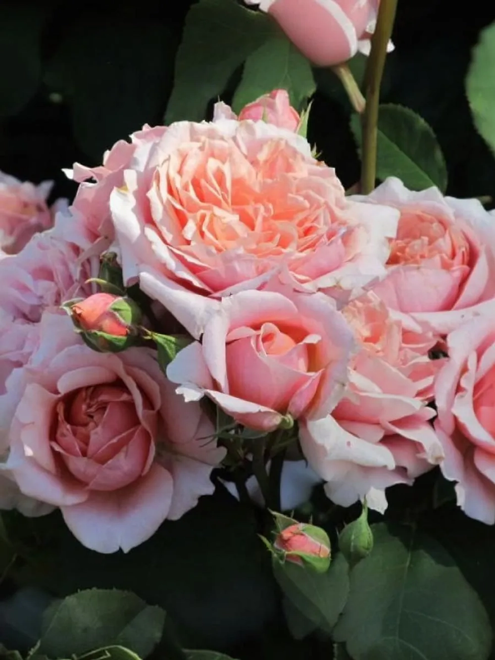 Роза шраб Поль Бокюз