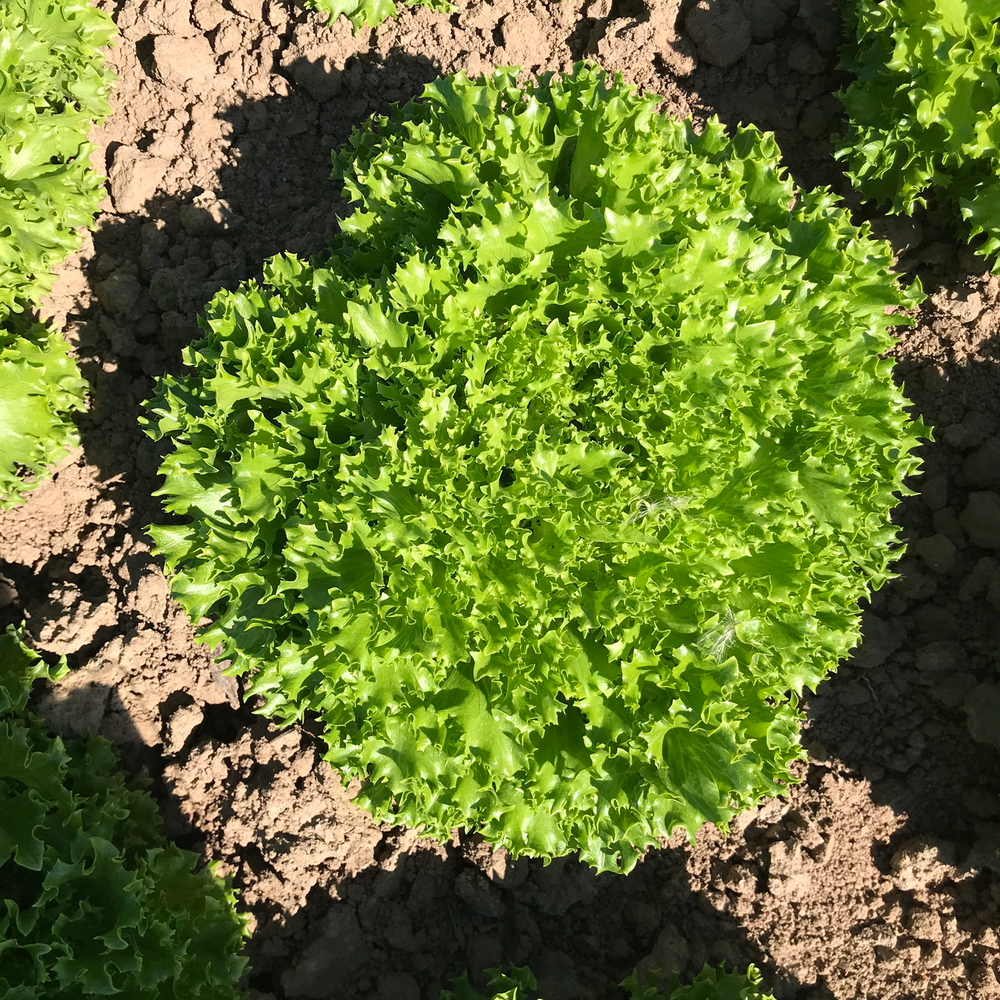 Экзакт семена салата саланова (Rijk Zwaan / Райк Цваан)