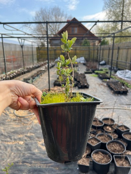 Жимолость Boreal Blizzard