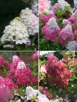 Гортензия метельчатая Фрайз Мельба