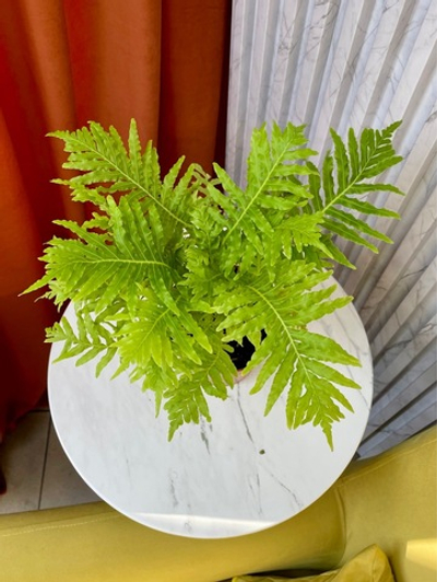 Блехнум Гиббум Сильвер Леди, Папоротник, D12см H30см, 1шт, Нидерланды