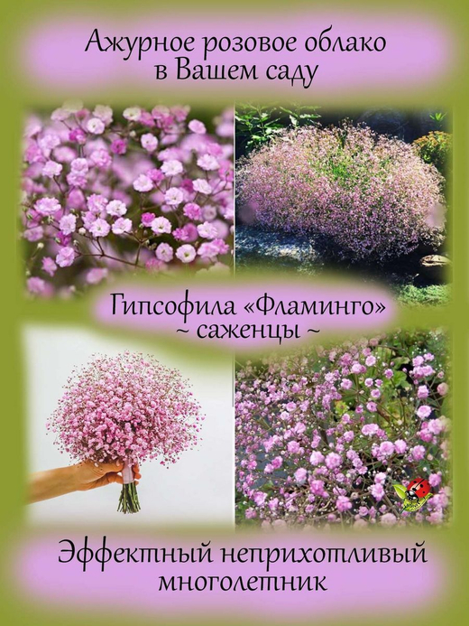 Гипсофила махровая розовая Фламинго