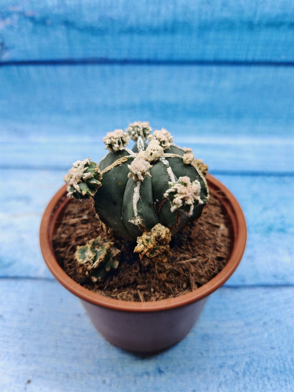 Astrophytum Myriostigma "Hakujo Fukuryu" (Астрофитум)