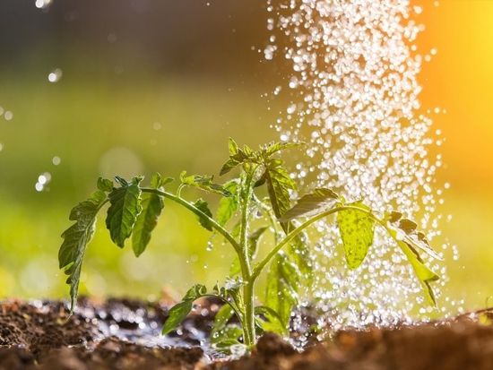 Робот, который говорит садоводам, когда поливать посевы