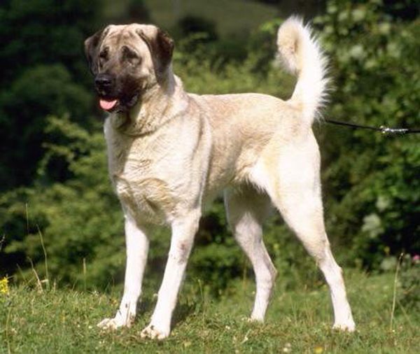 Анатолийская овчарка Анатолийская овчарка