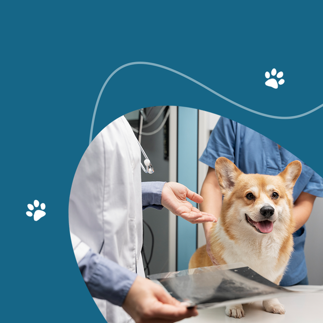 Акции в ветеринарной клинике «Друг»