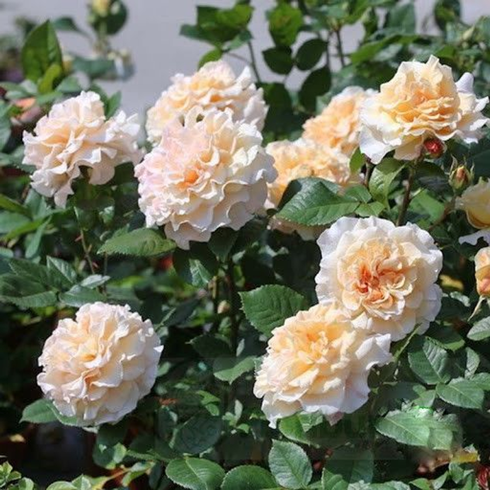 Роза чайно-гибридная Мисс Файн С6