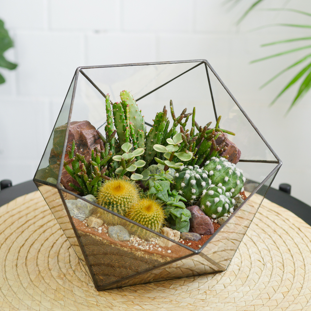 Готовый флорариум с кактусами Икос