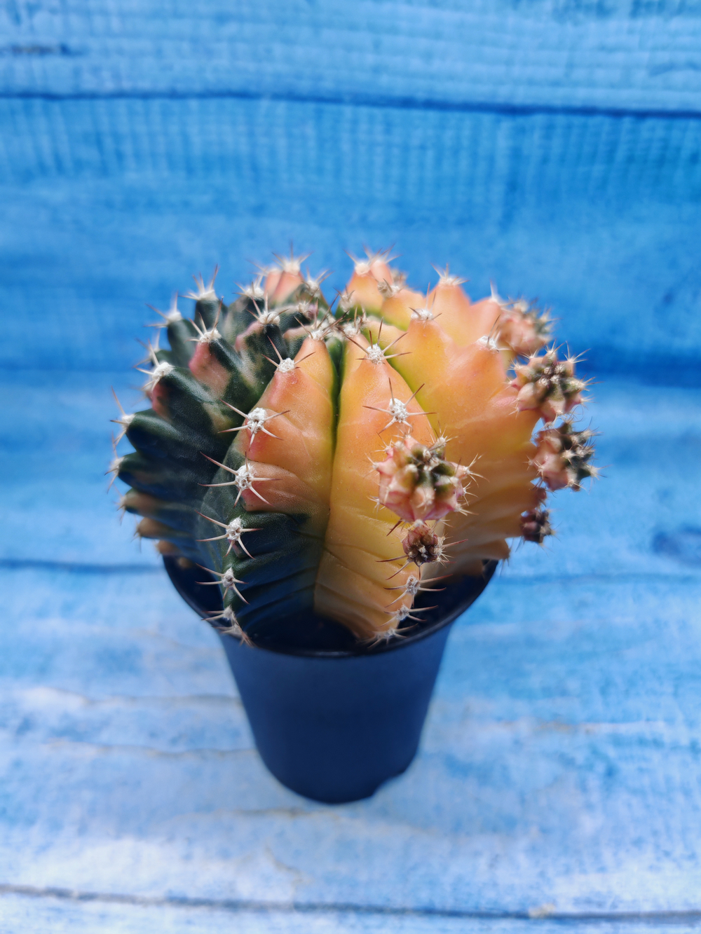 Gymnocalycium Variegata (Гимнокалициум Вариегатный)