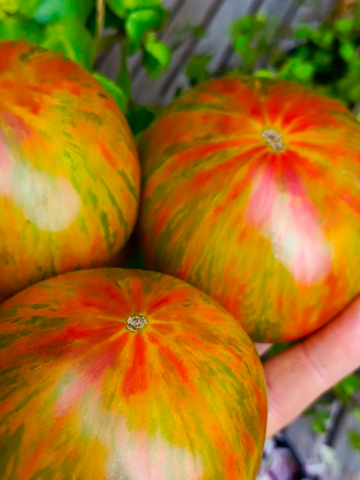 Вишнёвые полосы томата