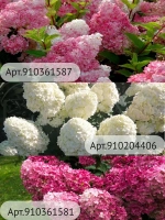 Шуга Раш гортензия метельчатая