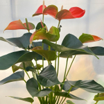 Антуриум Андрэ MATIZ