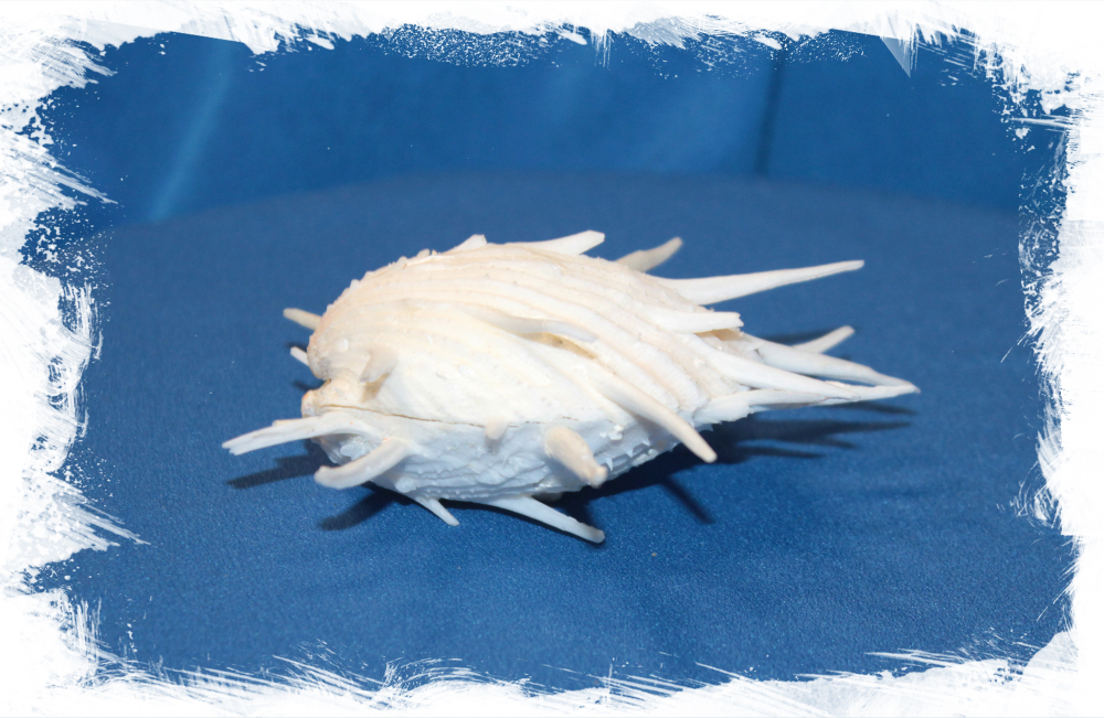 Спондилюс Империалис