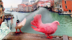 Микровелюр Xpoint (Икспоинт) 0027.01 Голуби