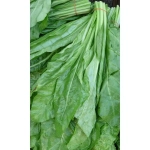 Семена Щавель Чемпион 0,25гр (УД) Е/П