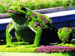 Топиарная фигура Лягушка