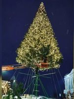 ствольная световая ель альпийская