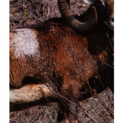 Бинокль Konus Emperor 10x50 WA Green — позволяет детально рассматривать объекты на большом расстоянии