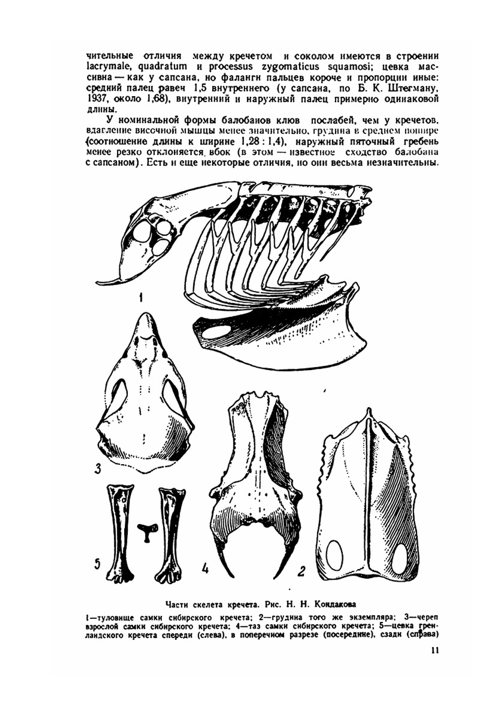 Сокола-кречеты | Г. П. Дементьев