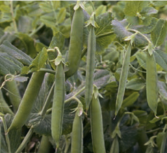 Сомервуд семена гороха (Syngenta / Сингента)