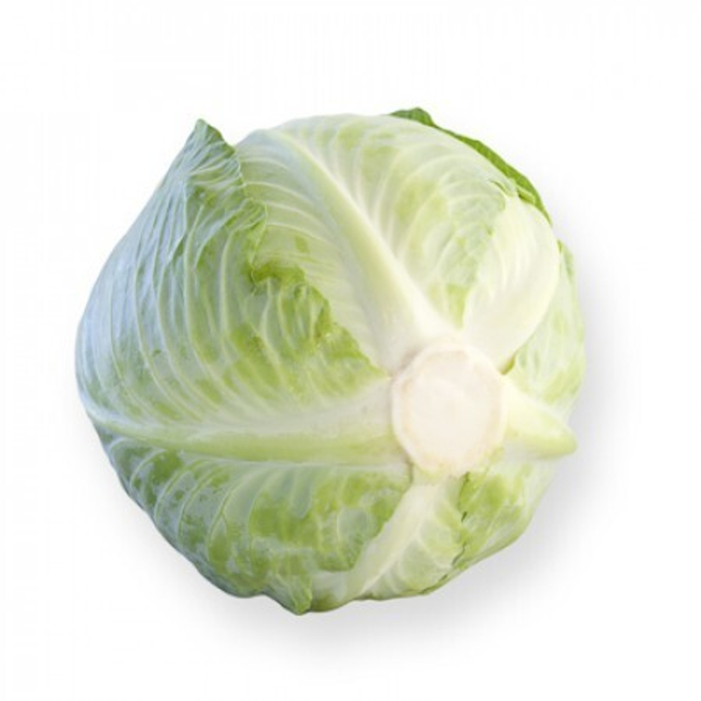 Ориема F1 семена капусты белокочанной (Rijk Zwaan / Райк Цваан)