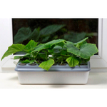 Чудо грядка