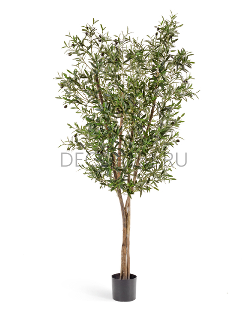 Олива Нэйчерел с плодами 150 см 2/2 10.28005N