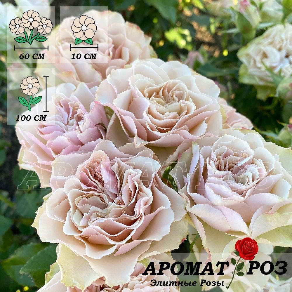 Бурбон Стрит (Bourbon Street)