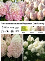 Меджикал Свит Саммер гортензия метельчатая