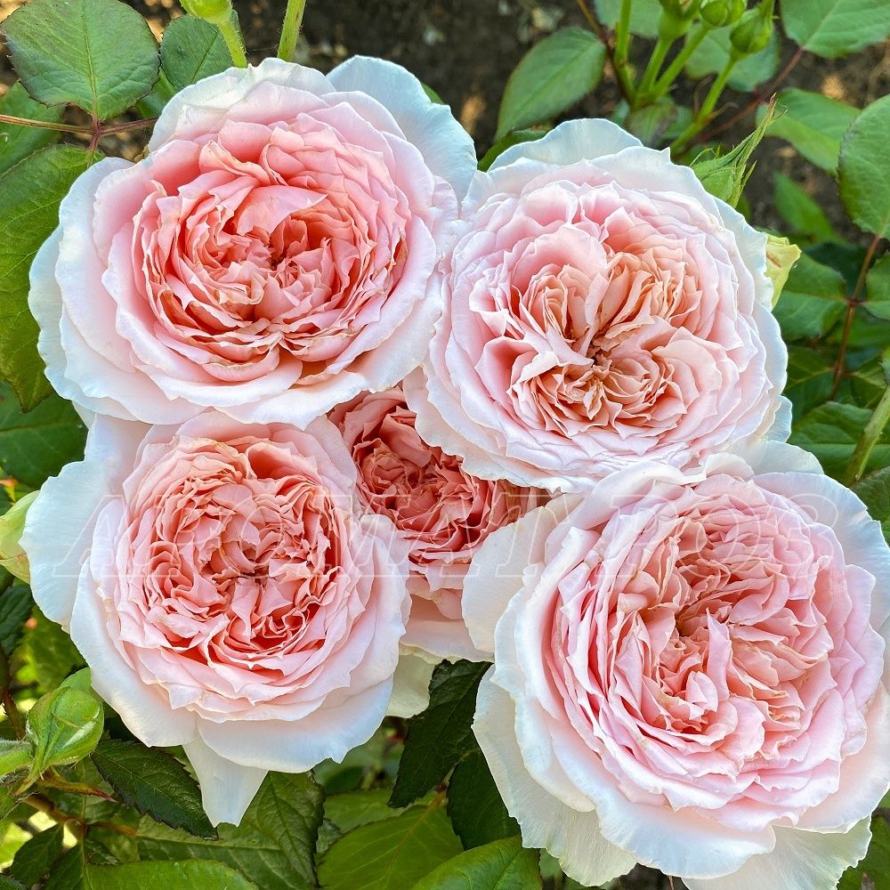 Принцесса Хитоми (Princess Hitomi)