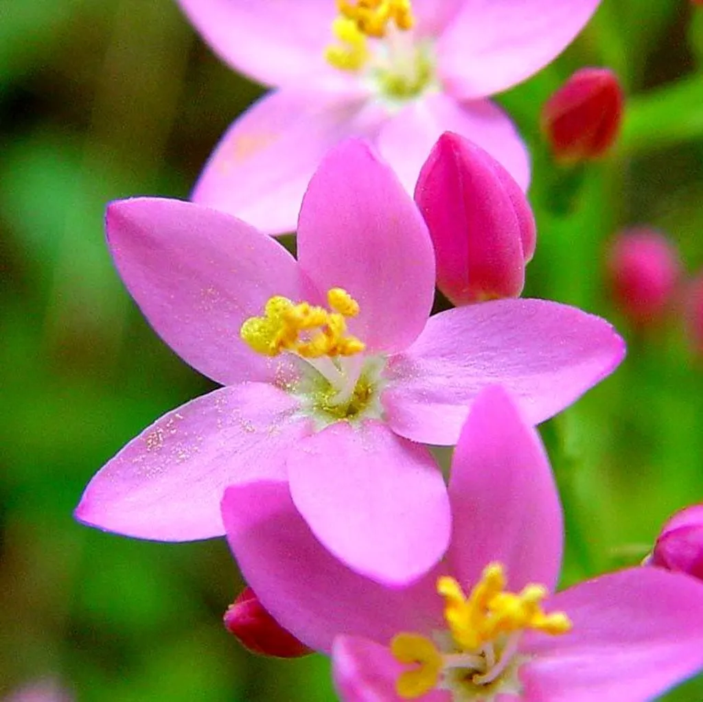 Золототысячник зонтичный (трава)